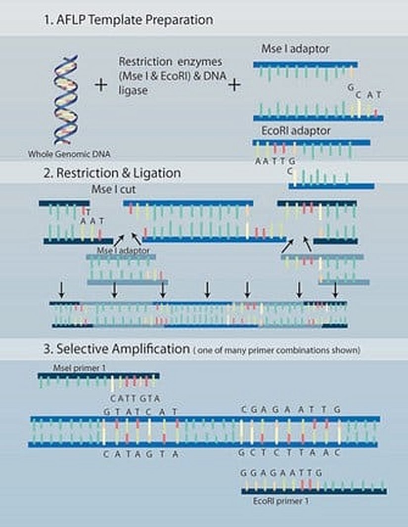 Şekil 4: Çoğaltılmış parça uzunluk polimorfizmleri AFLP’ler.
