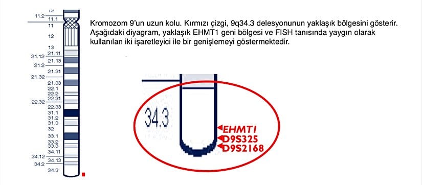 Kromozom 9'un uzun kolu