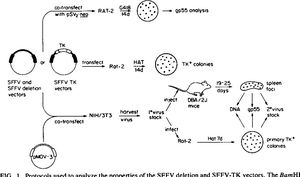 Researchers Correct PBMN-I-GFP Plasmid Defects To Restore Functionality