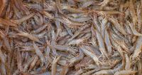 Walmart Recalls Frozen Shrimp After Radioactive Contamination Warning