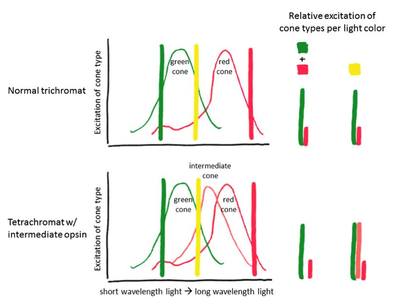 Normal bir trikromatın koni hücreleri, belirtilen dalga boyundaki sarı ışık ile belirtilen kırmızı ve yeşil ışık karışımına aynı oranda uyarılacaktır. Bir tetrakromat ise karışımda eksik bir renk bileşeni fark edecektir ve karışımı sarı ışık elde etmek için istenilen oranda ayarlayamayacaktır.