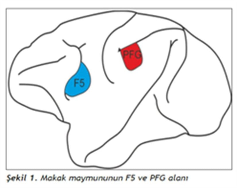 Ayna nöronlar makakların F5 olarak da adlandırılan inferior frontal giruslarında ve ayrıca inferior parietal lobüllerinde bulunmaktadır.