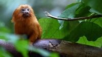 Goldgelbe Löwenäffchen im Kölner Zoo geboren