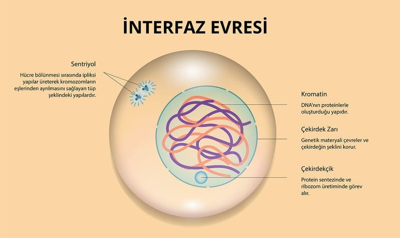 İnterfaz Evresi