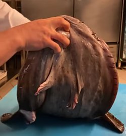 Resimdeki fener balığının (oltacı balığı) alt çenesinin altında bulunan ayak formundaki uzantılar nedir?