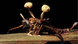 Kordiseps Mantarı Nedir? İnsanlara Bulaşabilir Mi? Karıncalarda Olduğu Gibi İnsanları Kontrol Altına Alabilir Mi?