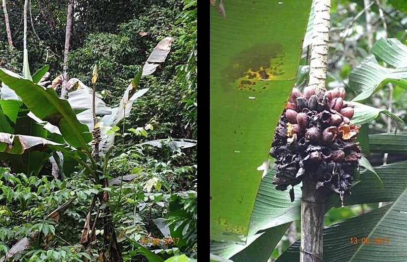 Musa maclayi türü muzlar. Görebileceğiniz gibi, muz bitkilerinin tamamı aşina olduğunuz görünüme sahip değildir ve muzların ataları, kolaylıkla yenilebilir meyveler de değildi.
