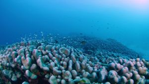 Massive Coral Discovery Reveals Ocean's Hidden Wonders