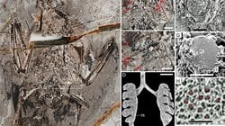 120 Milyon Yıllık Kuş Fosilinde İlk Kez Akciğer Gözlemlendi!