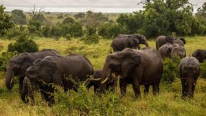 Tourist Killed By Elephant At Kruger National Park