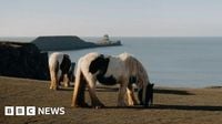 Iconic Rhossili cliff horses to be removed over safety concerns