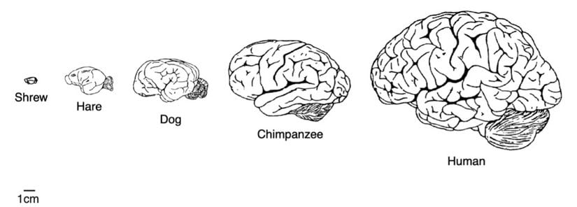 Memeli beyinlerinin boyutça karşılaştırılması.