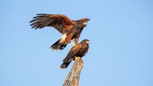 Harris Hawk Terrorizes Hertfordshire Village, Targeting Tall Men