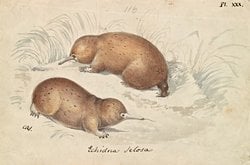 60 Yıldır Kayıp Sanılan 200 Milyon Yıllık Ekidna Türü Yeniden Keşfedildi.