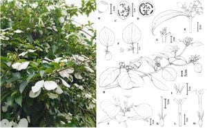 Chloroplast Genomes Uncover Intricate Relationships Among Impatiens Species