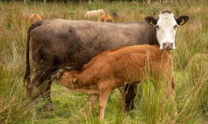 Successful Mass Calving Of Cows Reported Amid Winter