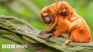 COP30 In Amazon Puts Global Climate Action To The Test