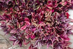 Bitkiler ışık oranına göre nasıl renk değiştirir?