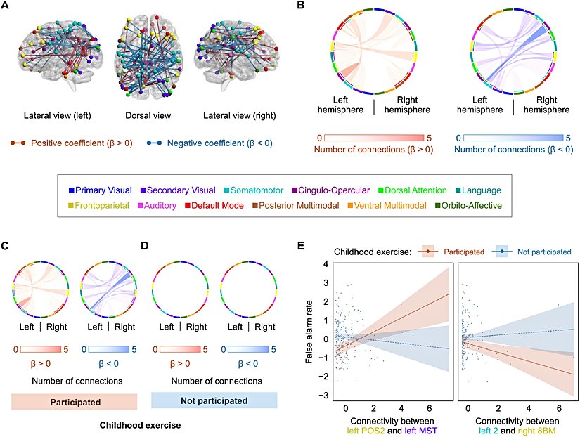 Şekil 3: Yapısal bağlantı, çocukluk döneminde egzersiz katılımı ile tepki inhibisyonu arasındaki pozitif ilişkiyi yönetir.