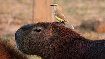 Kapibara (Hydrochoerus hydrochaeris)