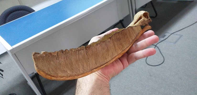 Pterodaustro kafatası replikası.