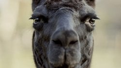 4 Yaşındaki Bir Lama, COVID-19 Hastalığına Çare Olabilir mi?