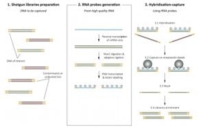 Unlocking Museum Specimens: New DNA Techniques Revolutionize Genomic Research