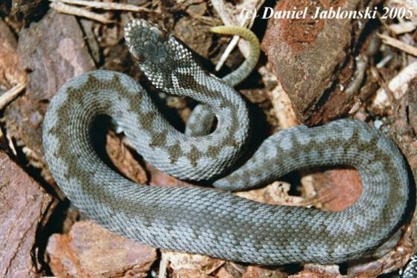 Vipera (Pelias) barani (Baran Engereği)