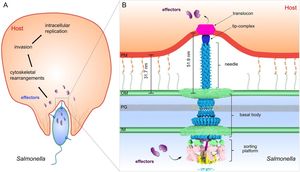 Research Highlights Purpurin's Potential Against Salmonella Infection