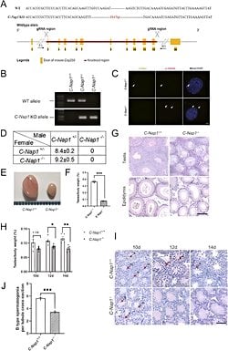 Nap1 Eksikliği, Sperm Hücrelerinin Olgunlaşmasını ve Mayozu Engelliyor!