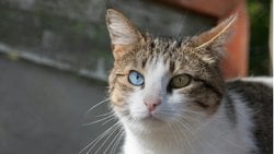 Biyolojik Bireyselliğin Sınırları: İnsan Kimerizmi ve Genetik Mozaisizm