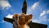 Nuove regole in aereo: cani e gatti in cabina anche se di taglia media o superiore