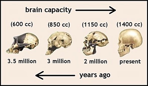 beynin süreç içerisindeki gelişimi