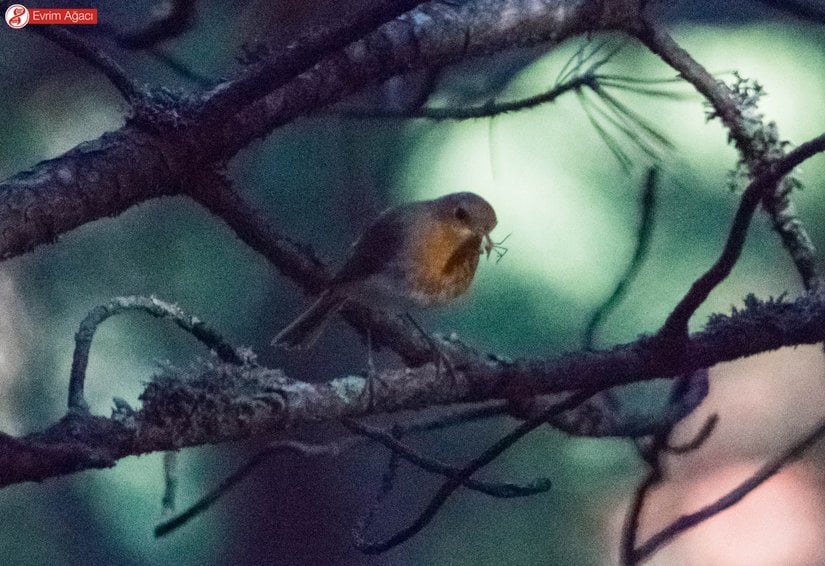 Karabük/Safranbolu'da bulunan Kent Ormanı'nda ağzında bir örümcekle gözlemlediğimiz başka birey. Işık eksikliği sebebiyle çözünürlük biraz düşük.