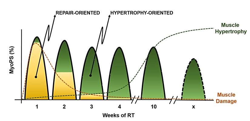 Miyofibrillerdeki protein sentezi, direnç egzersizlerinin sayısı arttıkça kas tamiri odaklı olmaktan çok hipertrofi (kas kesit alanı artışı) odaklı olmaya başlar.