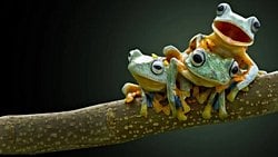 Bilinen Türlerin %80'i Hızlı Çeşitlenen Az Sayıda Gruptan Geliyor!