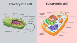 Ökaryot prokaryot hücre nedir?