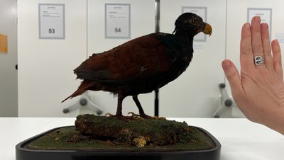 Yapay Zekâ, Yok Olmanın Eşiğindeki Bir Kuş Türünü Kurtarmaya Yardımcı Oluyor!