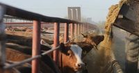 Lab-grown meat banned in Texas as of Sept. 1