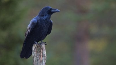 Geri Türleşme ve Evrimsel Konsodilasyon: Birbirinden 2 Milyon Yıl Önce Ayrılmış İki Kuzgun Türü, Birleşerek Tek Bir Türe Evrimleşiyor!