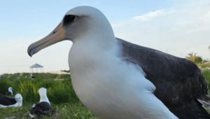 Wisdom The Laysan Albatross Amazes Again With 60th Egg At 74