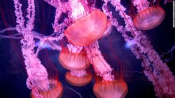 Bilim İnsanları, Ebedi Yaşamın Sırrını Bulmak İçin Ölümsüz Denizanasının DNA'sını Analiz Ettiler