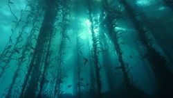 İklim Krizi ile Mücadelede Ormanları Korumak Önemli; ancak 