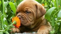 Köpeğiniz Gerçekten Sizinle Konuşuyor Olabilir Mi?