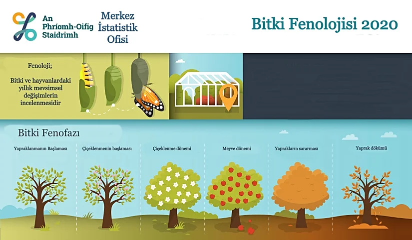 Bir yıllık bitki fenofazını gösteren diyagram.