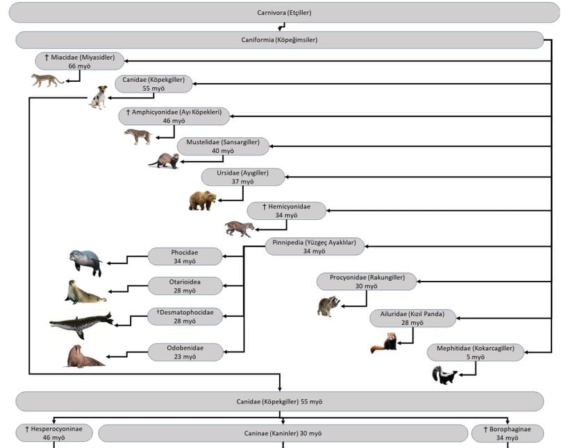 Carnivora (Etçiller) takımının taksonomik sınıflaması