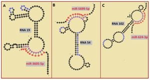 RNA Structural Motifs Enhance Interaction With Lipid Rafts