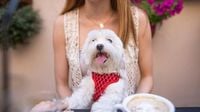 San Francisco's Dog-Friendly Culture Faces Scrutiny | KFI AM 640
