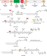 A protease-cleavable liposome for co-delivery of anti-PD-L1 and doxorubicin for colon cancer therapy in mice - Nature Communications