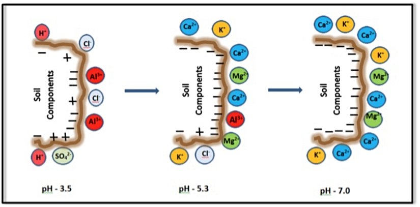 Katyon Değişim Kapasitesi